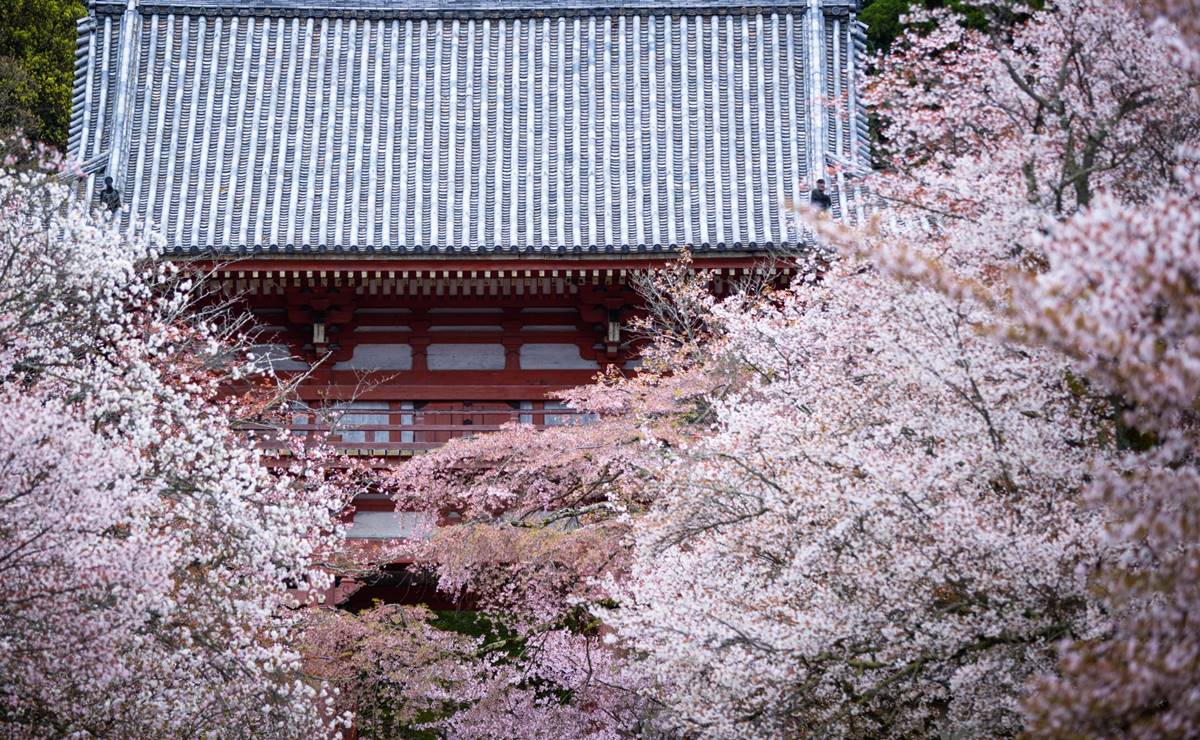 醍醐の花見