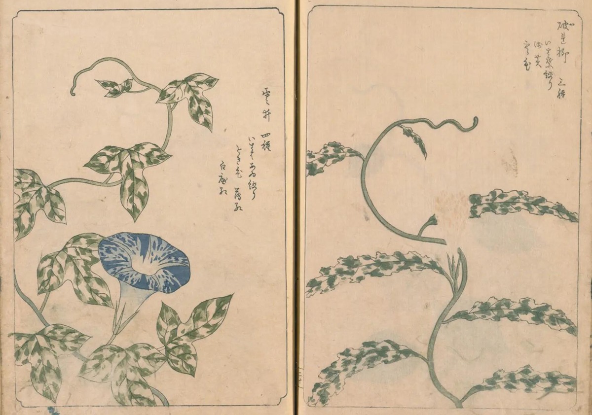 『あさかほ叢』に描かれた斑入りの朝顔