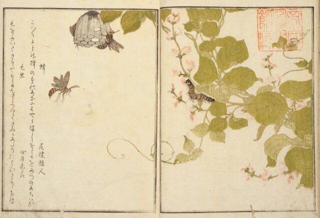 『画本虫撰(えほんむしえらみ)』蜂・毛虫/国立国会図書館蔵