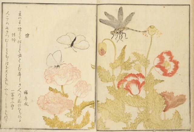 『画本虫撰(えほんむしえらみ)』蝶・蜻蛉