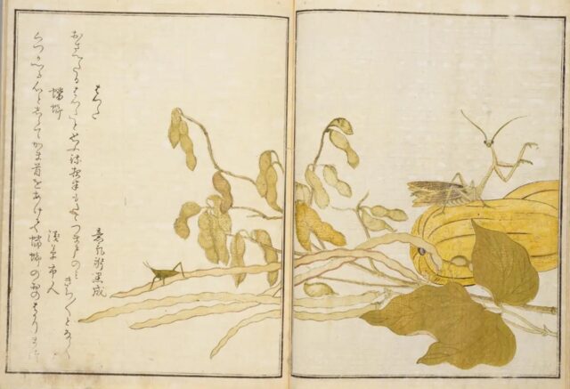 『画本虫撰(えほんむしえらみ)』はつた・蟷螂/国立国会図書館蔵