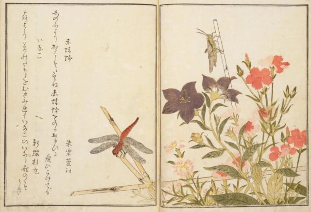 『画本虫撰(えほんむしえらみ)』赤蜻蛉・いなご