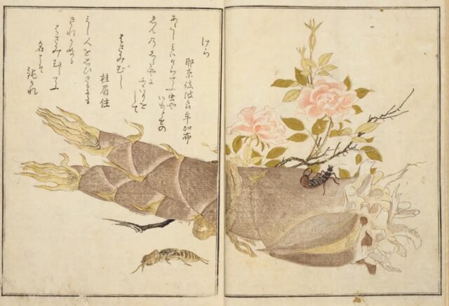 『画本虫撰(えほんむしえらみ)』けら・はさみむし