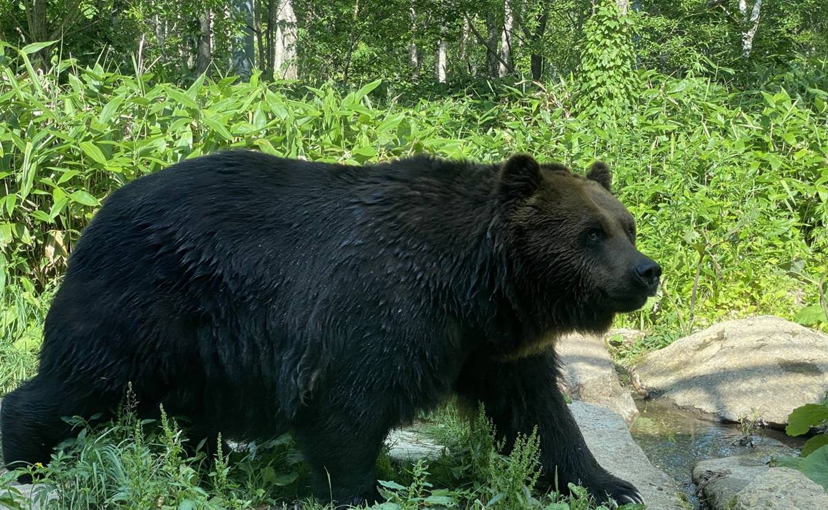 ヒグマと人の歴史