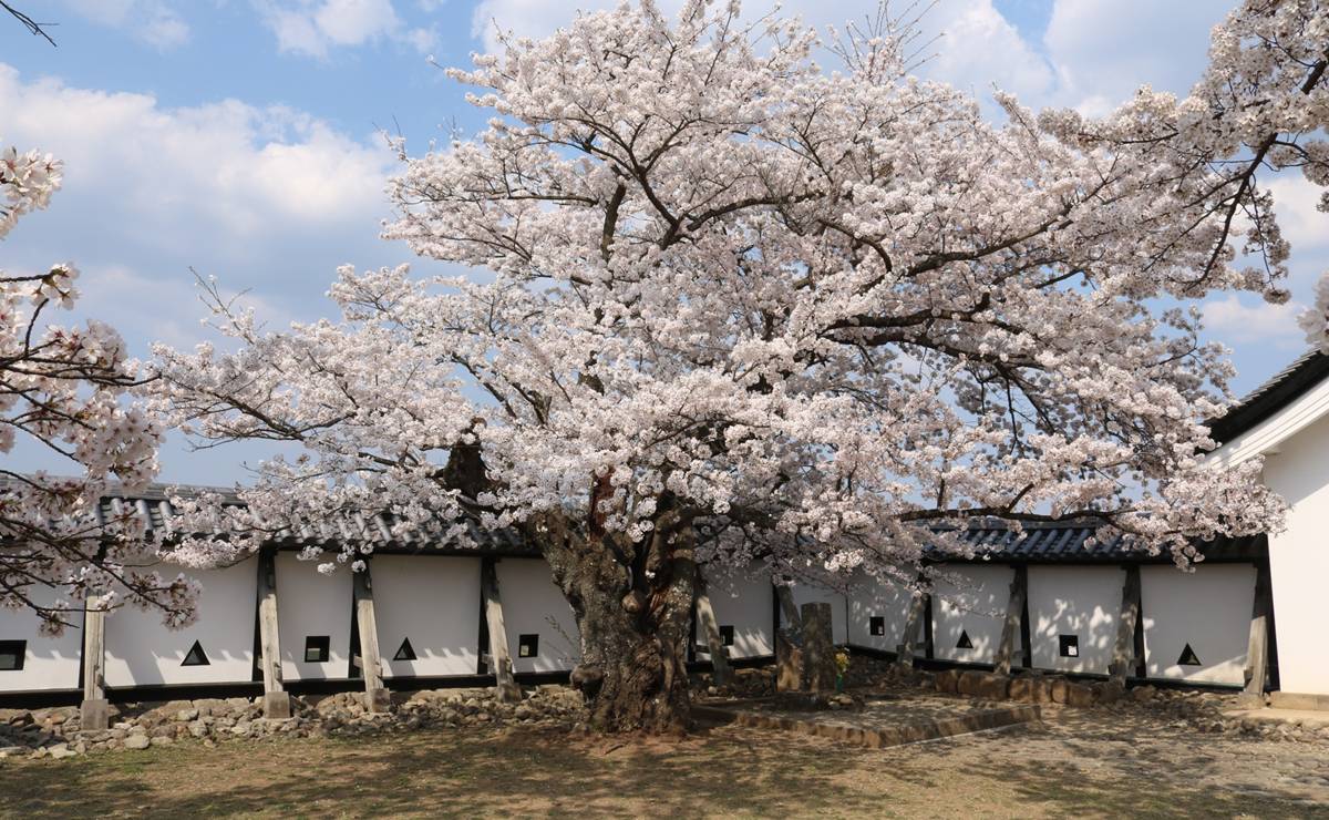 おとめ桜